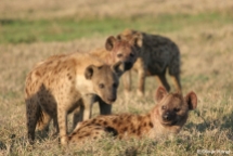 Spotted Hyenas express highly complex social behaviours