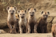 Young spotted hyenas at the communal den