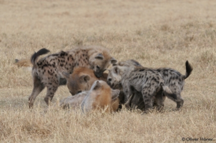 Young hyenas dominate adults