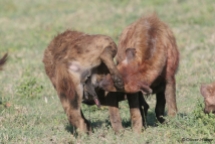 Two hyenas greet each other
