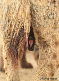 Female pseudopenis after giving birth