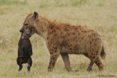 Hyena mother carrying her cub