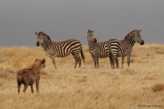 Spotted hyena and zebras in the Ngorongoro Crater