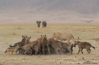 Spotted hyenas feasting on a buffalo