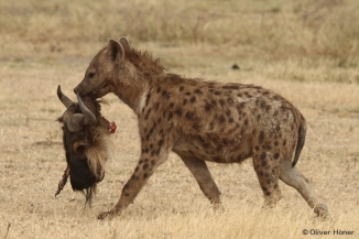 Spotted hyena with wildebeest skull