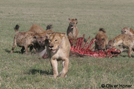 Hyenas defending kill against lioness