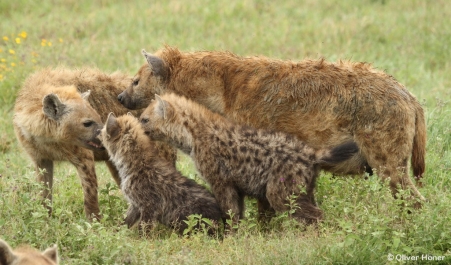 Mother with cubs dominates lower-ranking female