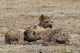 Two young hyenas suckling