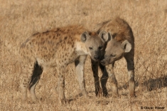 Male hyena cuddling a female