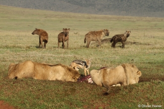 Young male lions and hyenas at a kill