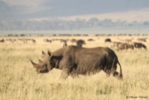 Black rhino in the Ngorongoro Crater