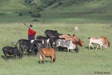 Maasai herdsman with his cattle