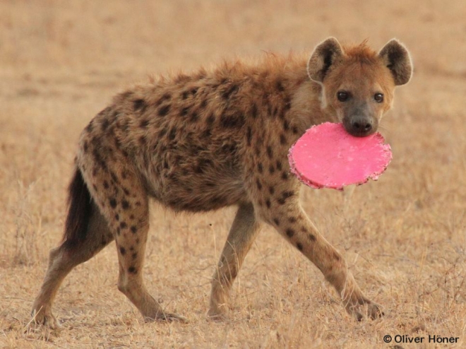 Male hyena toying with bucket lid