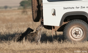 Young hyena nibbles on research vehicle