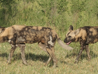 Wild dogs back in the Crater!