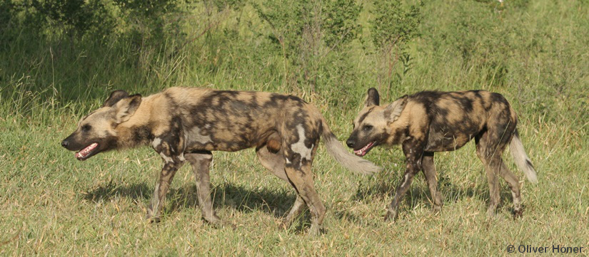 Wild dogs back in the Crater!