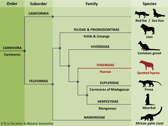 Carnivora Systematics