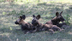 African wild dogs resting