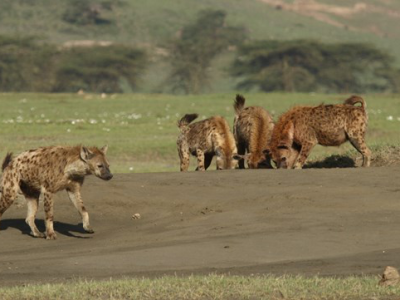 Mama’s boys are not losers in spotted hyenas!