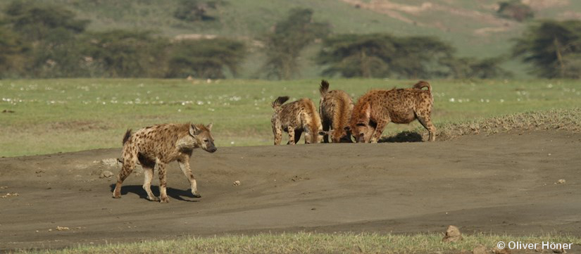 Mama’s boys are not losers in spotted hyenas!