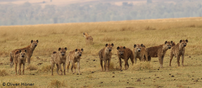 Friends over muscles: How female hyenas came to dominate males