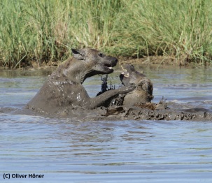 Hyenas love to play in the water